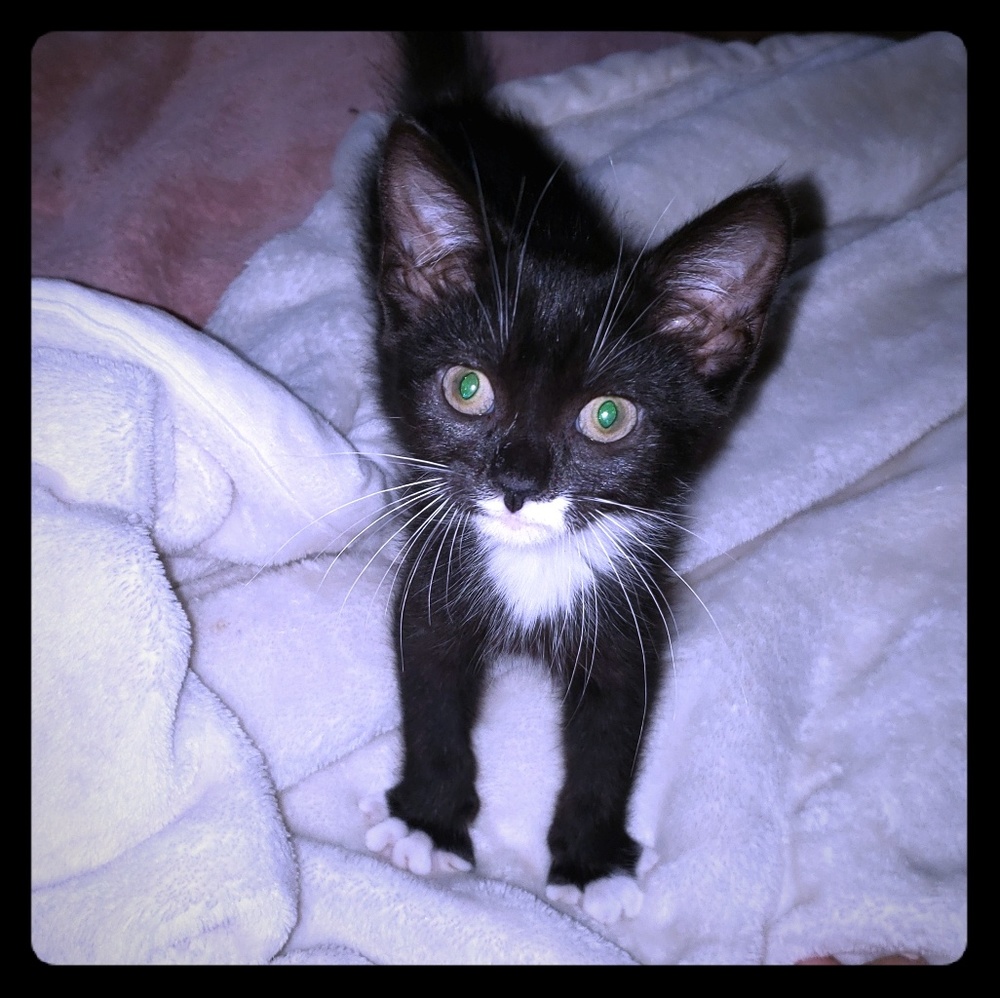 Meet your Posher, Lisa